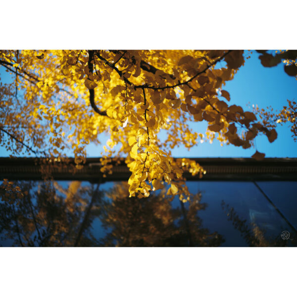 Light Lens Lab 35mm f/1.4 Aspherical Lens (Leica M, Chrome) view 7