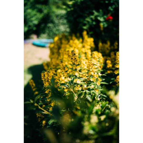 Light Lens Lab 35mm f/2 Apochromatic Lens (Leica M, Chrome, Knurling) view 7