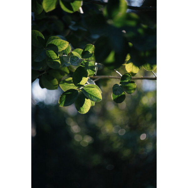Light Lens Lab 50mm f/1.9 Rigid-ZS6 Lens (Leica M, Chrome, Low Contrast) view 6