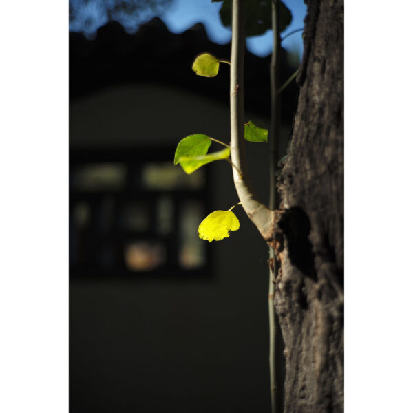 Light Lens Lab 50mm f/2 Lens (Leica M, Black) view 7