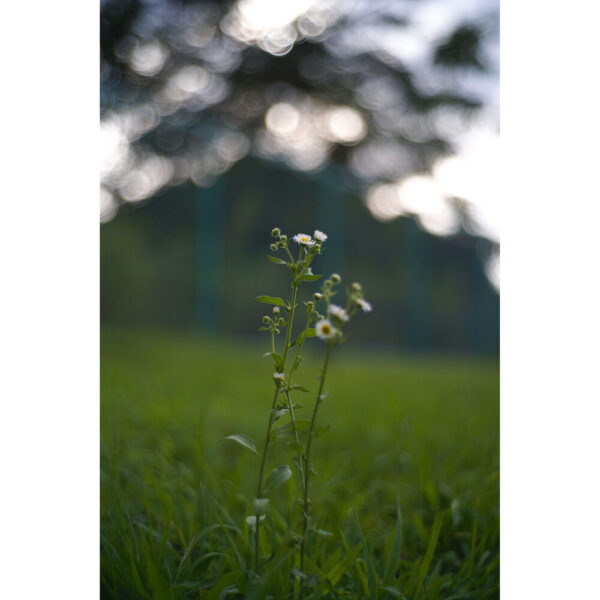 Light Lens Lab 50mm f/2 Lens (Leica M, Titanium) view 5