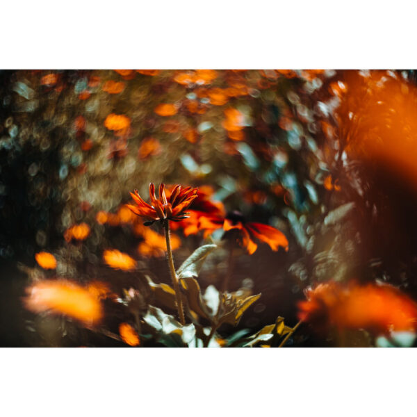 Meyer-Optik Gorlitz Biotar 75mm f/1.5 II Lens (Leica L) view 5