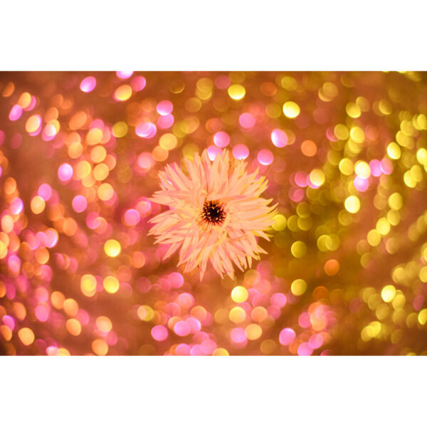 Meyer-Optik Gorlitz Primoplan 58mm f/1.9 II Lens for Micro Four Thirds view 5