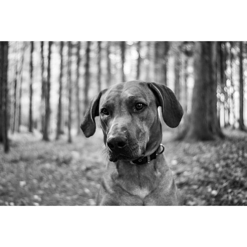 Meyer-Optik Gorlitz Trioplan 35mm f/2.8 II Lens for Leica M view 4